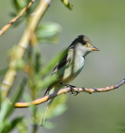Bird sitting on a twig amid patch of cane