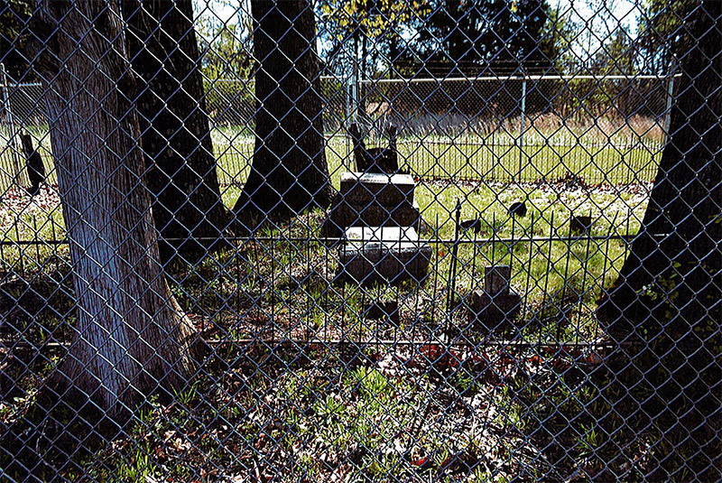 Gravestones and trees seen through fence