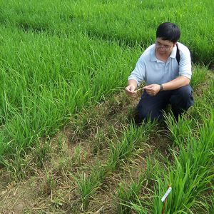 Asian-American man  with glasses kneeling in rice field