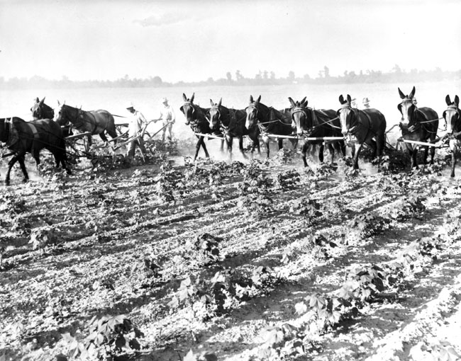 Farmers drive mule team with plows in dirt field