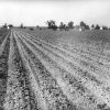 Plowed farm field with workers and houses in distance