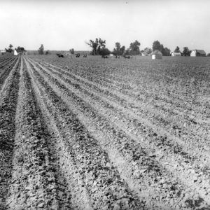 Plowed farm field with workers and houses in distance
