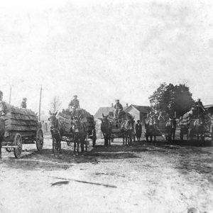 Men driving wagons filled with cotton bales