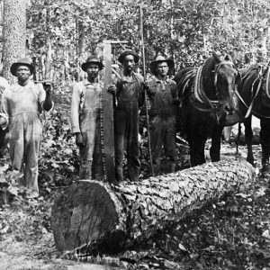 Three black men and white man pose with crosscut saw by felled tree in woods by mule, horses