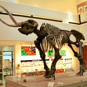 mastodon skeleton on display