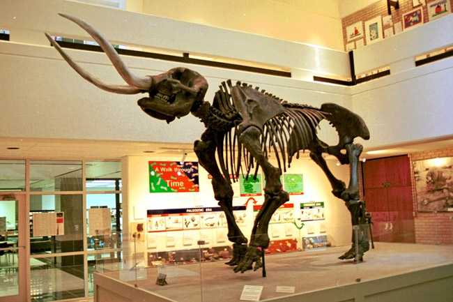 mastodon skeleton on display