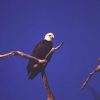 bald eagle perched on bare branch