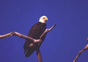 bald eagle perched on bare branch