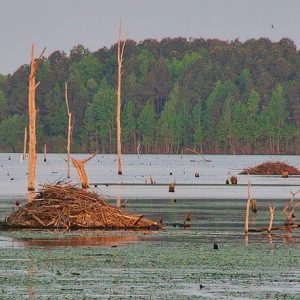 two beaver lodges amid cypress trees in lake in front of pine covered hillside