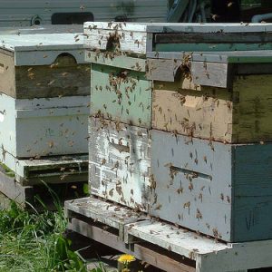 Stacks of bee hives on wooden pallets with swarm of bees
