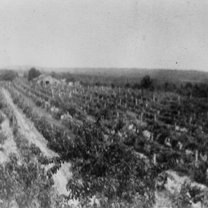 Vineyard with house and barn in the distance