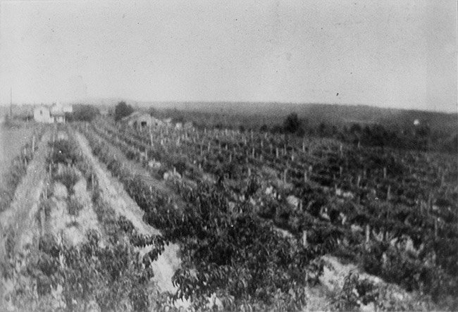 Vineyard with house and barn in the distance
