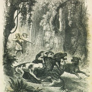 Illustration of hunting dogs attacking bear with hunters watching, one aiming a long gun