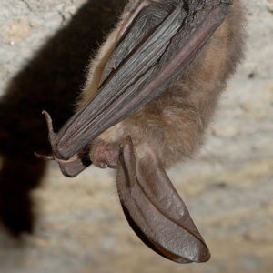 Bat hanging from cave roof