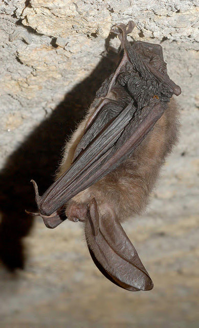Bat hanging from cave roof