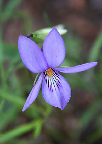 Blooming flower with purple petals and green stem