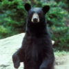 Black bear sitting upright