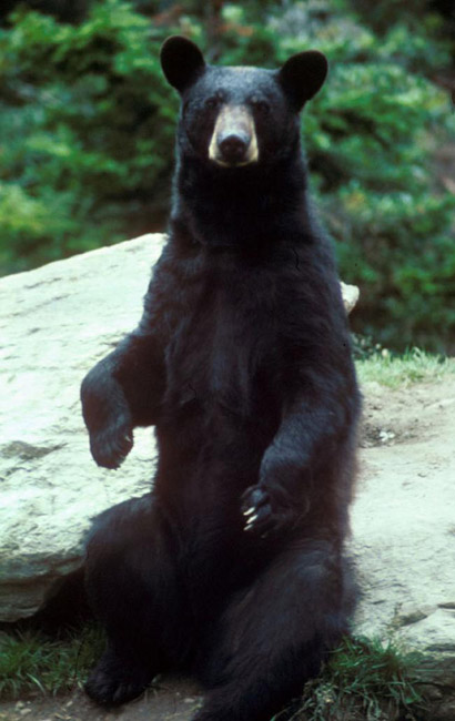 Black bear sitting upright