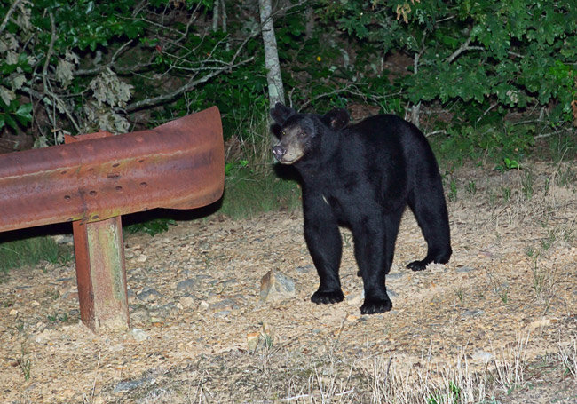 black bear stands next to rusty guardrail, trees in background