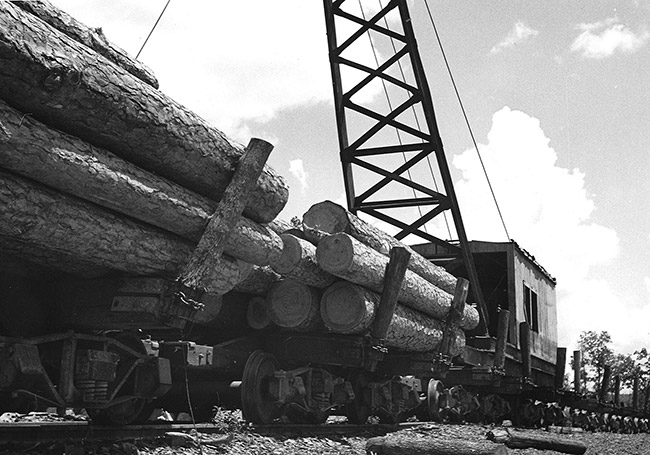 Large logs on logging train with crane