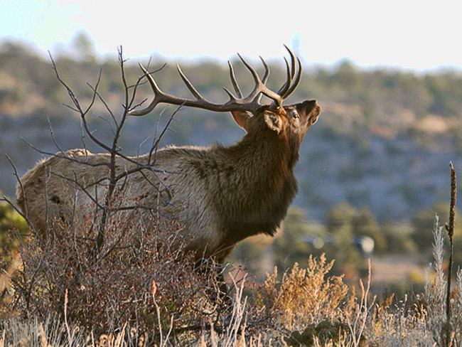 adult male elk with head raised standing amid brush with hill in background