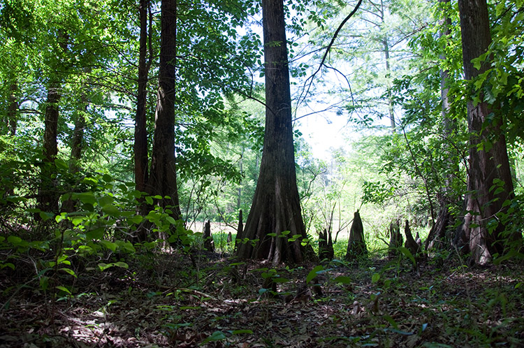 Group of cypress trees in wooded area