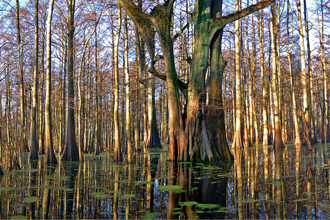Bare trees in flooded wetlands with green algae floating on the water