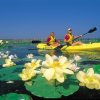 two white women kayaking amid some lily pads