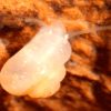 Close-up of white translucent snail in cave