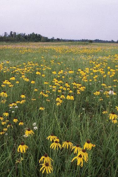 Field of yellow flowers with trees in the distance