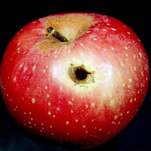 Close-up of red apple with worm hole and white spots