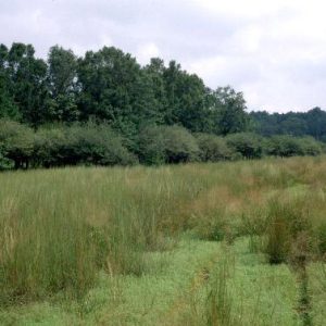 Tall grass in field with trees in the background