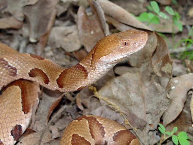 Southern Copperhead snake with head lifted among crumbling leaves and grass