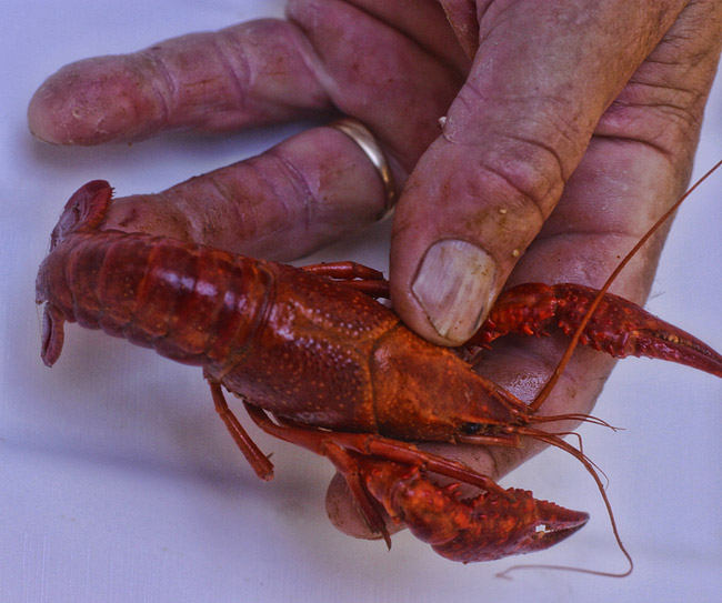 Red crawfish in white man's hand