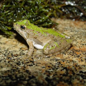 Bumpy back Cricket Frog camouflaged with stone and damp plants
