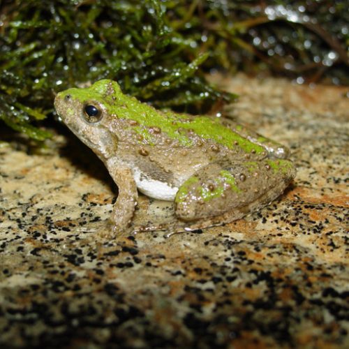 Amphibians - Encyclopedia Of Arkansas