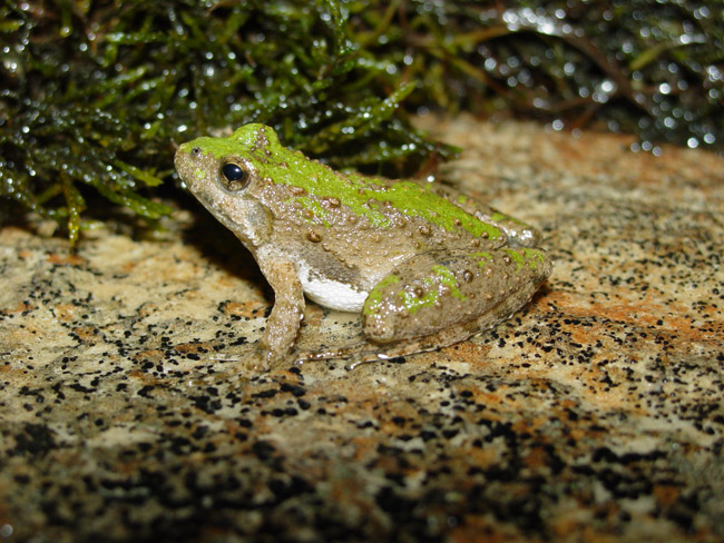 Bumpy back Cricket Frog camouflaged with stone and damp plants