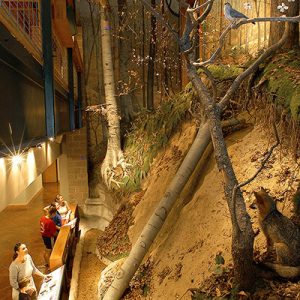 Interior of museum with nature display and group of white visitors