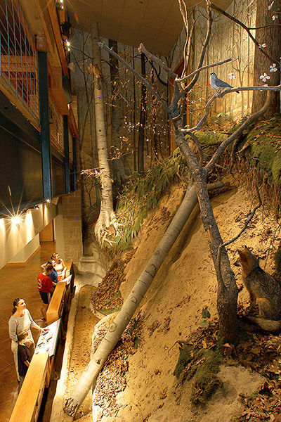 Interior of museum with nature display and group of white visitors