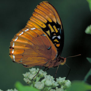 Butterfly profile mosaic wing base pattern dashed line wing tip pattern on small flowers