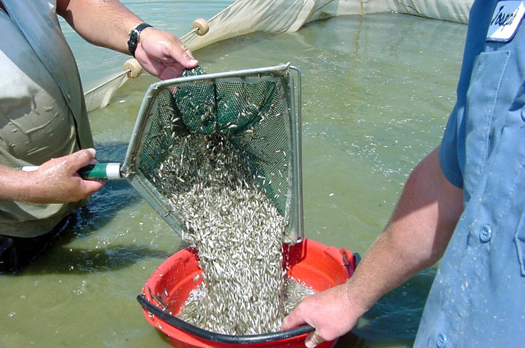 White men catching minnows with a net and dumping them into a bucket