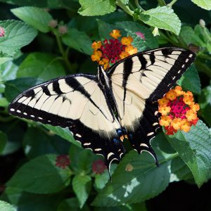 Large black and white butterfly with wings spread out on orange and red flowering plants with green leaves