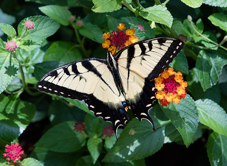 Large black and white butterfly with wings spread out on orange and red flowering plants with green leaves