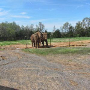 Two elephants standing at a barbed wire fence