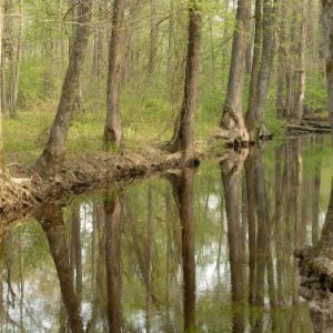 Rows of trees reflected in flooded bayou