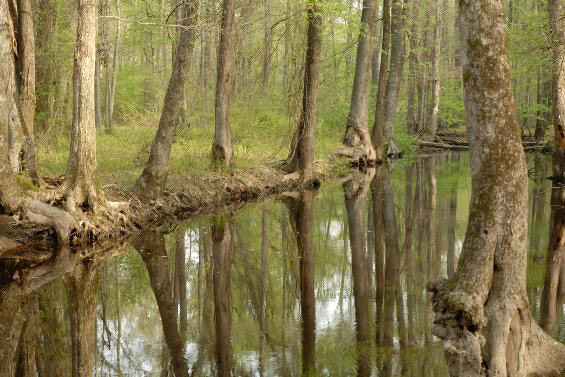 Rows of trees reflected in flooded bayou