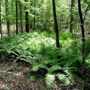 Group of ferns growing in forest under trees