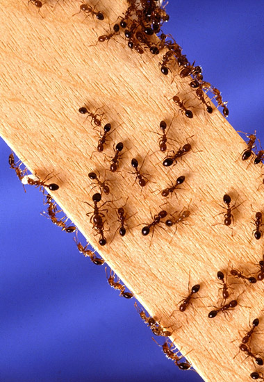 Ants swarming on a wooden beam