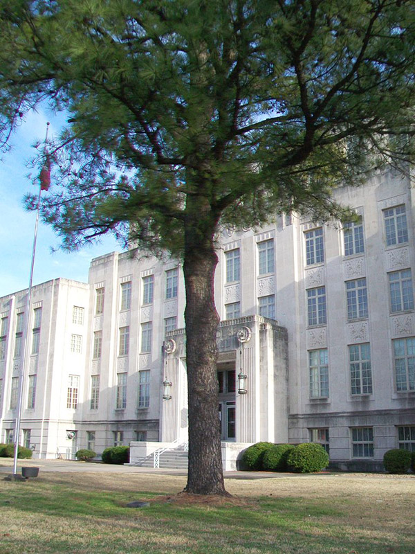 Pine tree outside multistory building