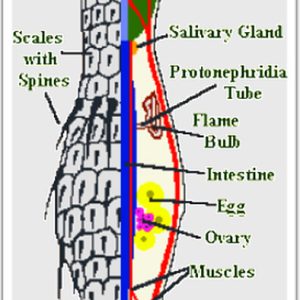 Diagram showing body parts of a Gastrotrich